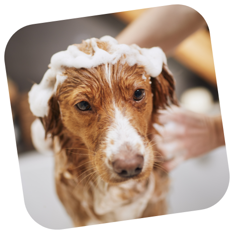 Dog flea shop bath services