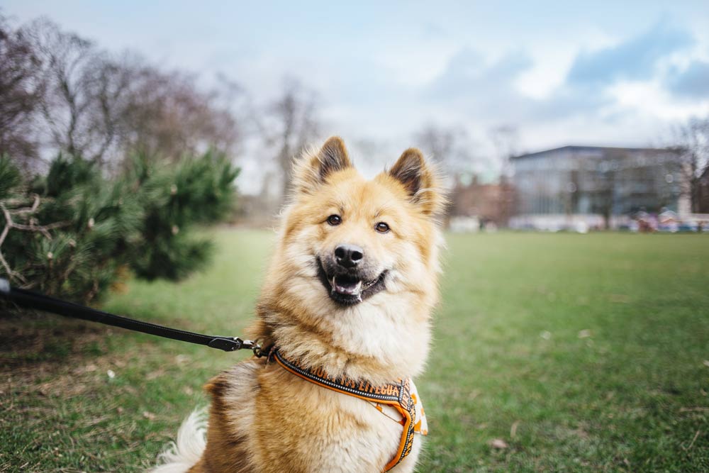 Experience Stress Free Dog Grooming with HydroDog
