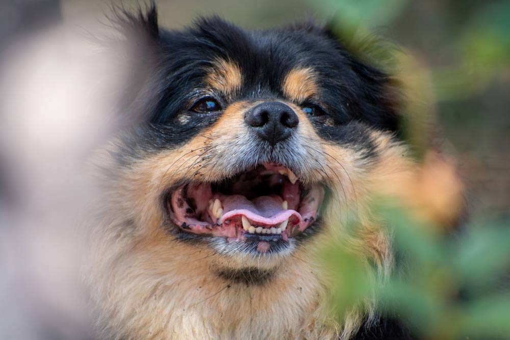 Helping Dogs Look and Feel Their Best with HydroDog