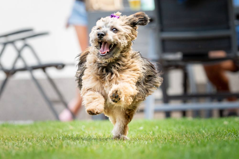 Why Grooming is Important for Your Dog Health and Happiness