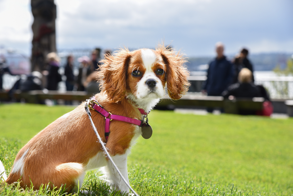 How Mobile Dog Groomers Near You Save Time and Hassle